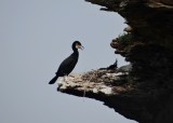Great Cormorant at nest