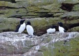 Razorbills