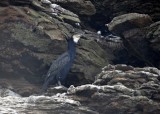 Great Cormorant