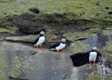 Atlantic Puffins