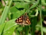 Arctic Skipper (Carterocephalus palaemon)