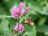 Hobomok Skipper (Poanes hobomok)
