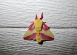 Rosy Maple Moth (Dryocampa rubicunda) Hodges #7715