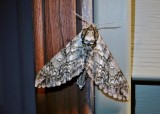 Waved Sphinx (Ceratomia undulosa) Hodges #7787