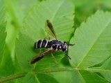 Hover fly (Temnostoma sp.)