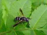 Falsehorn sp. (<i>Temnostoma sp.</i>)