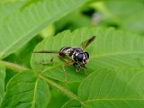 Hover fly (Temnostoma sp.)