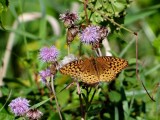 Great-spangled Fritillary (Speyeria cybele)