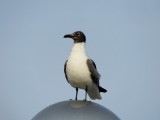 Laughing Gull