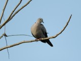 Eurasian Collared Dove