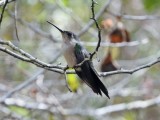 Wedge-tailed Sabrewing