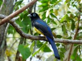 Black-headed Trogon