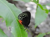 Mexican Cycadian (Eumaeus toxea)