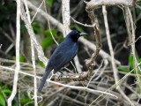 Melodious Blackbird