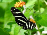 Zebra Heliconian (Heliconius charithonia)