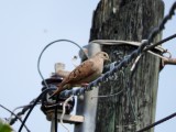 Ruddy Ground Dove