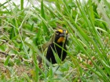 Yellow-faced Grassquit