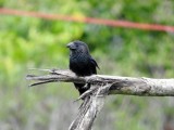 Groove-billed Ani