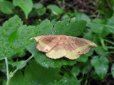 Rose Hooktip (Oreta rosea)Hodges #6255