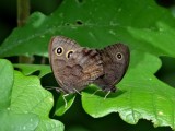 Common Wood-nymph (Cercyonis pegala)