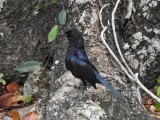 Black Catbird