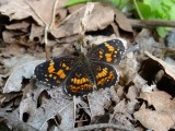 Silvery Checkerspot (Chlosyne nycteis)