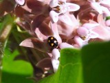 Orange-spotted Lady Beetle (<i>Brachiacantha</i> sp.)