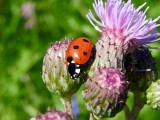 Seven-spotted Lady Beetle (Coccinella septempunctata) on thistle