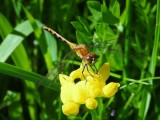 Meadowhawk sp. (Probably White-faced Meadowhawk)