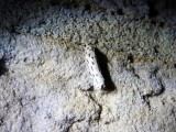 Streaked Ethmia (Ethmia longimaculella)Hodges#0999