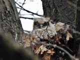 Baby Great Horned Owl