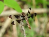 Common Whitetail, female (<i>Plathemis lydia</i>)