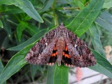 Ilia Underwing (Catocala ilia) Hodges #8801