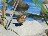 American Pipit