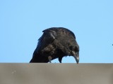 Common Raven (juvenile)