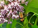 Snowberry Clearwing (Hemaris diffinis) Hodges #7855