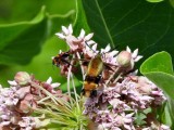 Snowberry Clearwing (Hemaris diffinis) Hodges #7855