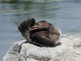 Hooded Merganser (juvenile)