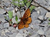 Meadow Fritillary (Boloria bellona)