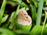 Little Wood Satyr (Megisto cymela)