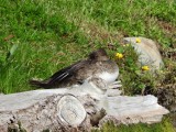 Hooded Merganser