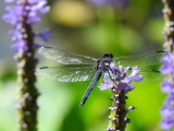 Slaty Skimmer (<i>Libellula incesta</i>)