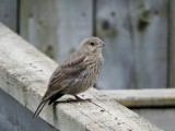 Brown-headed Cowbird (juvenile)