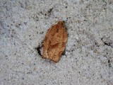 Oblique-banded Leafroller (Choristoneura rosaceana) Hodges#3635