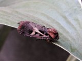 Dingy Cutworm Moth (Feltia jaculifera) <br>Hodges#10670