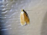 Maple-Basswood Leafroller (Cenopis pettitana) Hodges#3725
