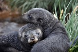 South Georgia Island 2011