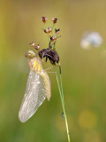 Vagrant Darter/Steenrode Heidelibel