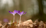 Tomasinis crocus/Boerenkrokus