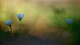 Wood sorrel/Witte klaverzuring